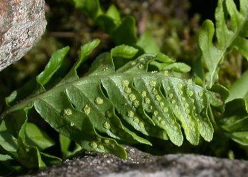 Polypodium_leucotomos_extract