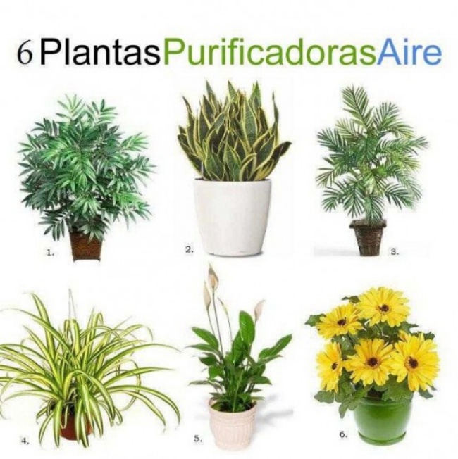 plantas 02